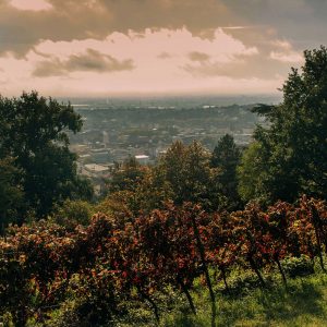 Neustadt-Panoramaweg